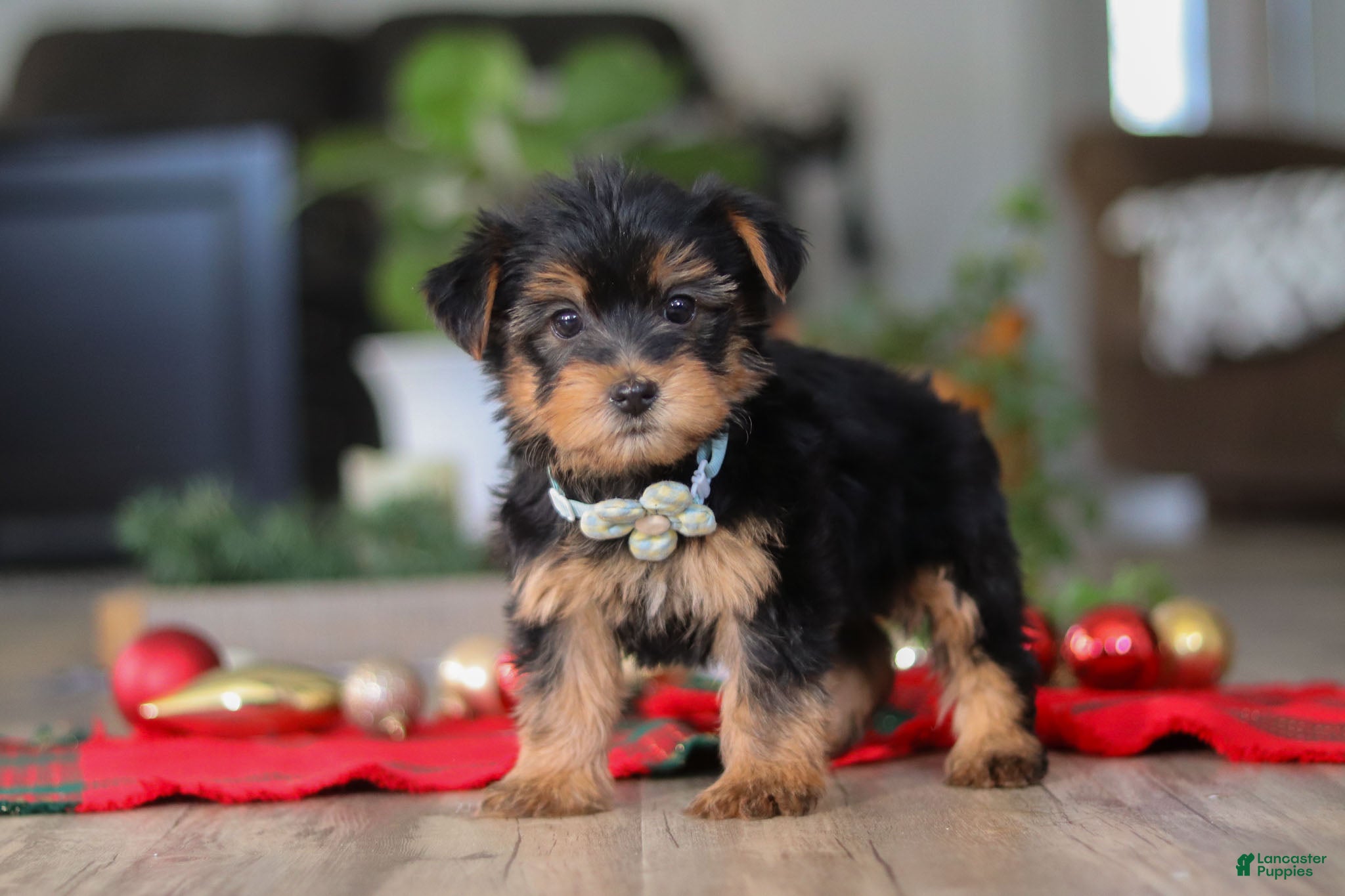 Morkie dogs Bailey - Ad 4
