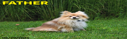 Pomeranian dogs for sale: Choco  - Ad 7