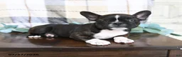 Frenchton dogs for sale: Jordan - Ad 4