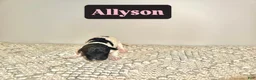Labradoodle dogs for sale: Allyson  - Ad 3