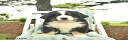 Mixed Breed dogs for sale: Ruffles  - Ad 3