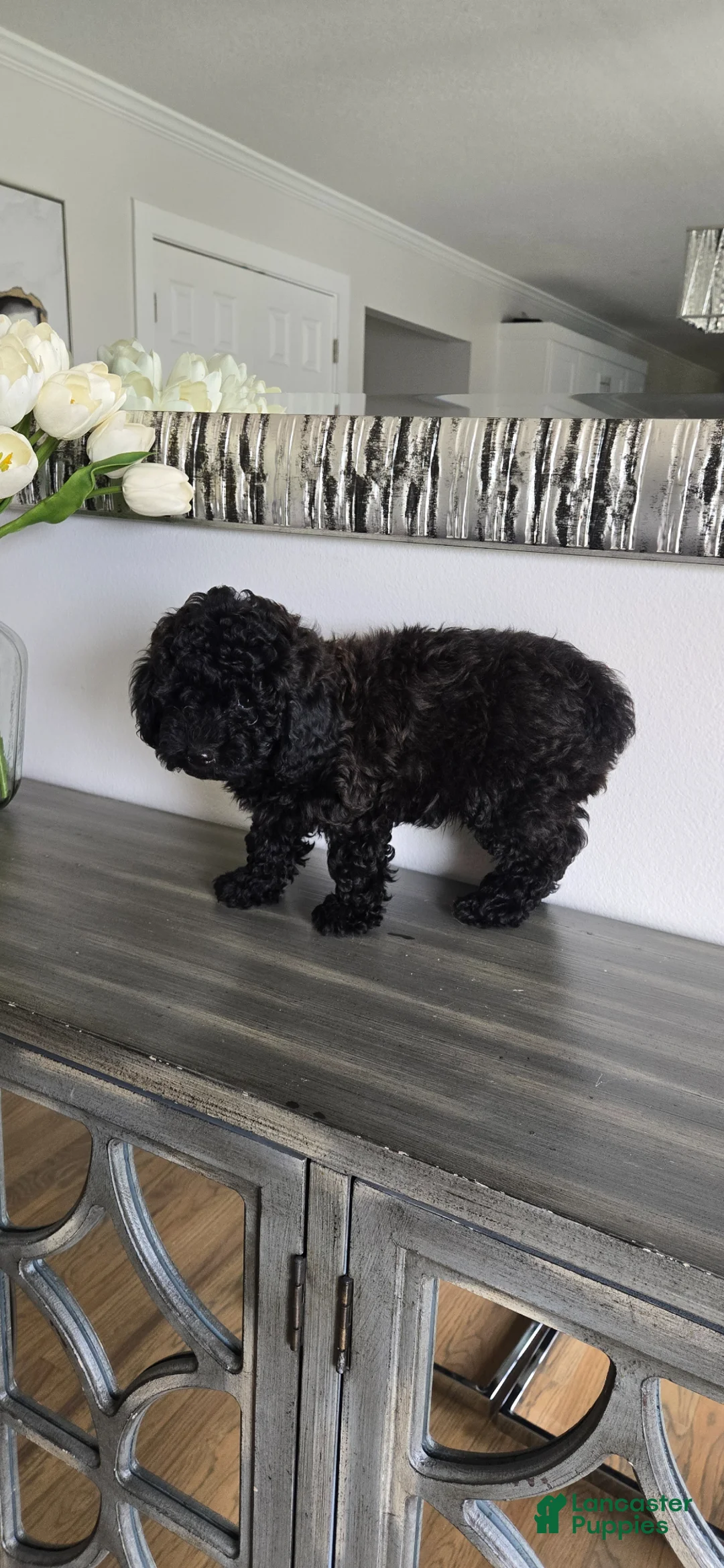 Toy Poodle dogs for sale: Toy Poodle Puppy 2 - Ad 2