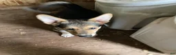Welsh Corgi Pembroke dogs for sale: Pacha  - Ad 2