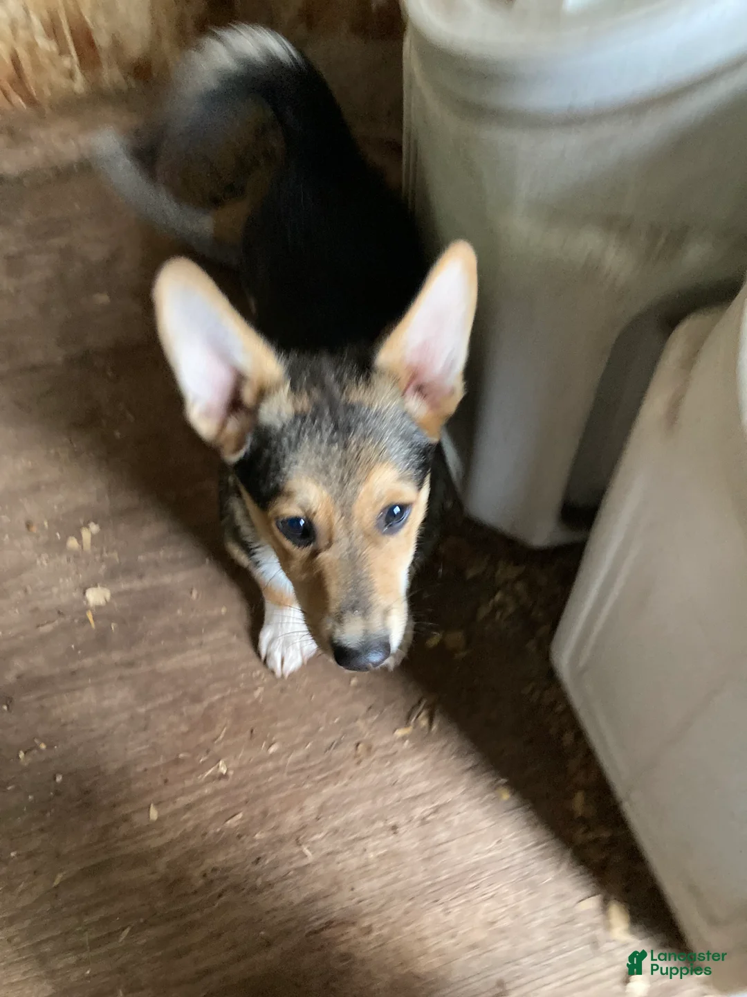 Welsh Corgi Pembroke dogs for sale: Pacha  - Ad 2