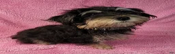 Yorkiepoo dogs for sale: Jewel Sunshine - Ad 4