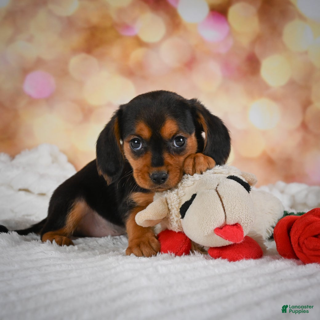 Beaglier dogs Barney - Ad 2