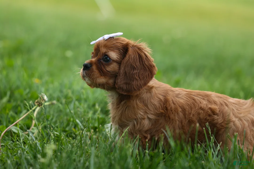 Cavalier King Charles Spaniel dogs for sale: Sierra 🤎🐶 - Ad 2