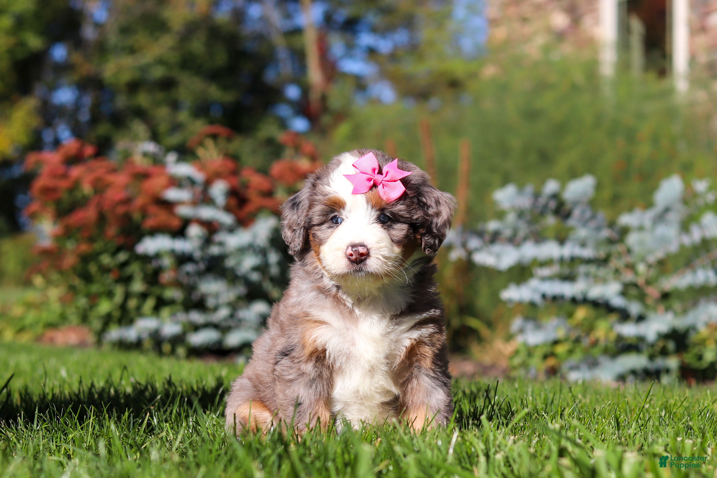 Mini Bernedoodle dogs for sale: Jasmine🩷  - Ad 4