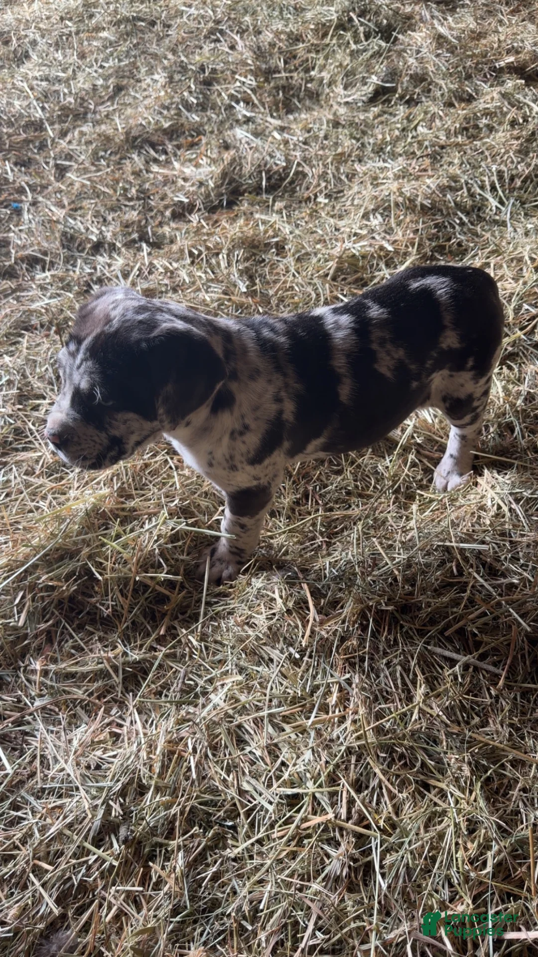 English Mastiff dogs for sale: English Mastiff Puppy 2 - Ad 3