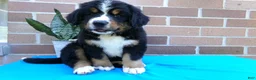 Bernese Mountain Dog dogs for sale: Trinity - Ad 3