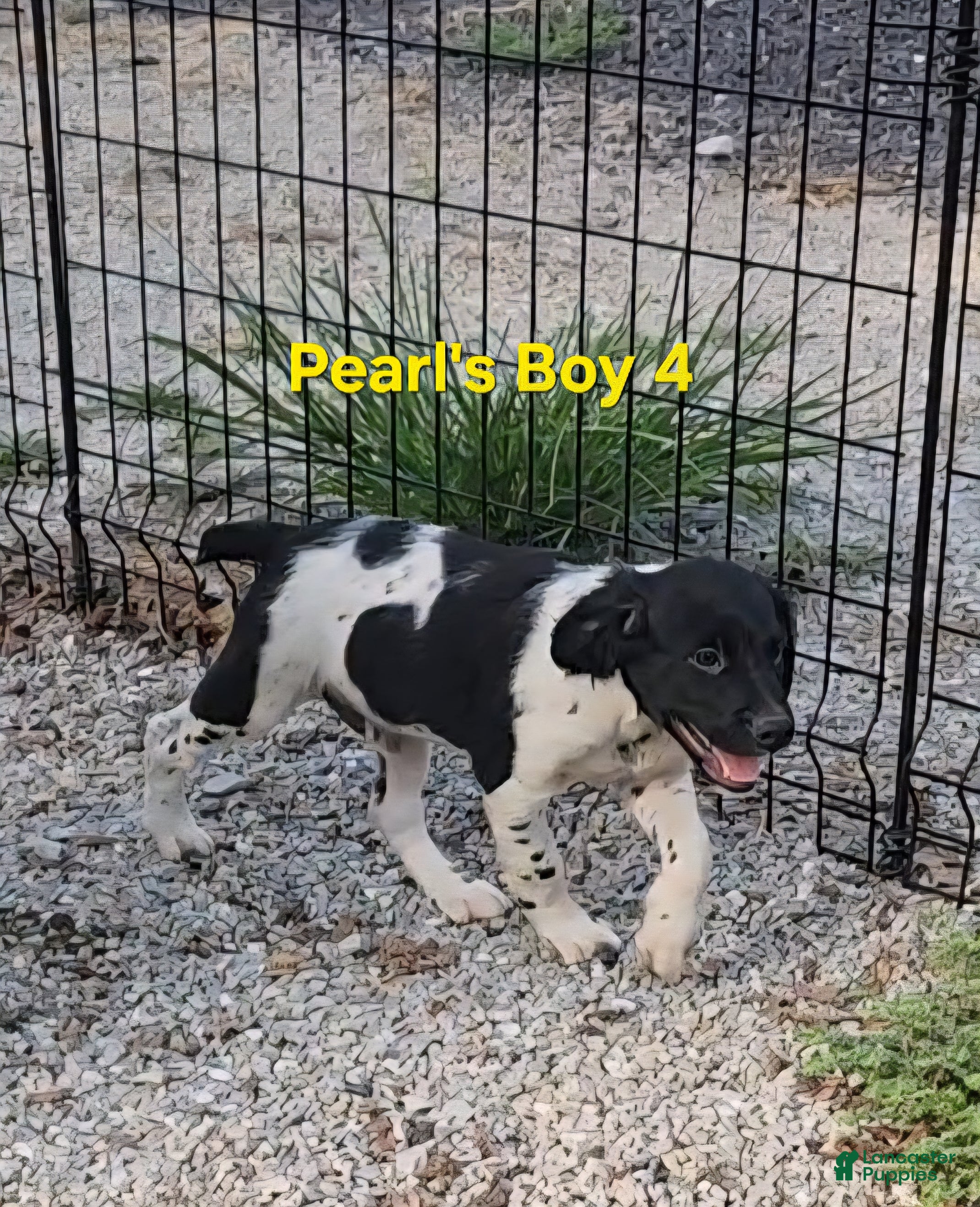 Brittany Spaniel dogs AKC/UKC French Brittany boy 4 - Ad 2