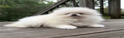 Pomeranian dogs for sale: Teacup Pomeranian Korean bloodline 2 - Ad 4