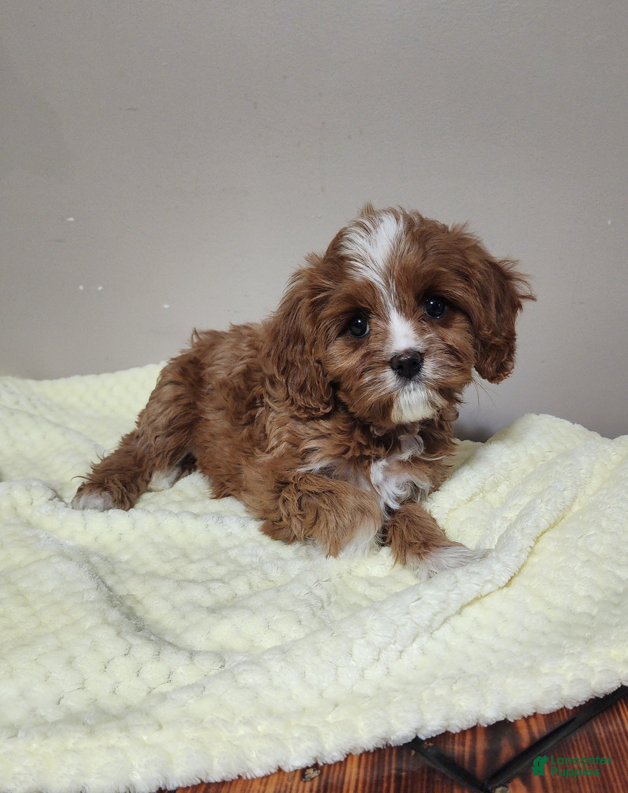 Cavapoo dogs Chicken Nugget - Ad 1