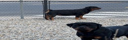 Rottweiler dogs for sale: Orange girl  - Ad 2