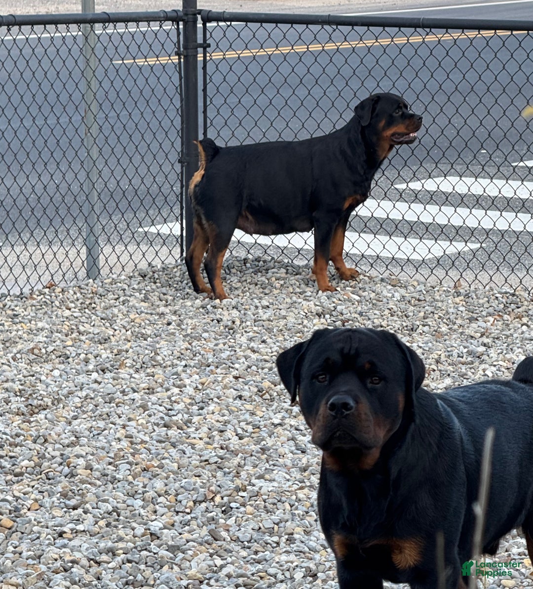 Rottweiler dogs for sale: Orange girl  - Ad 2