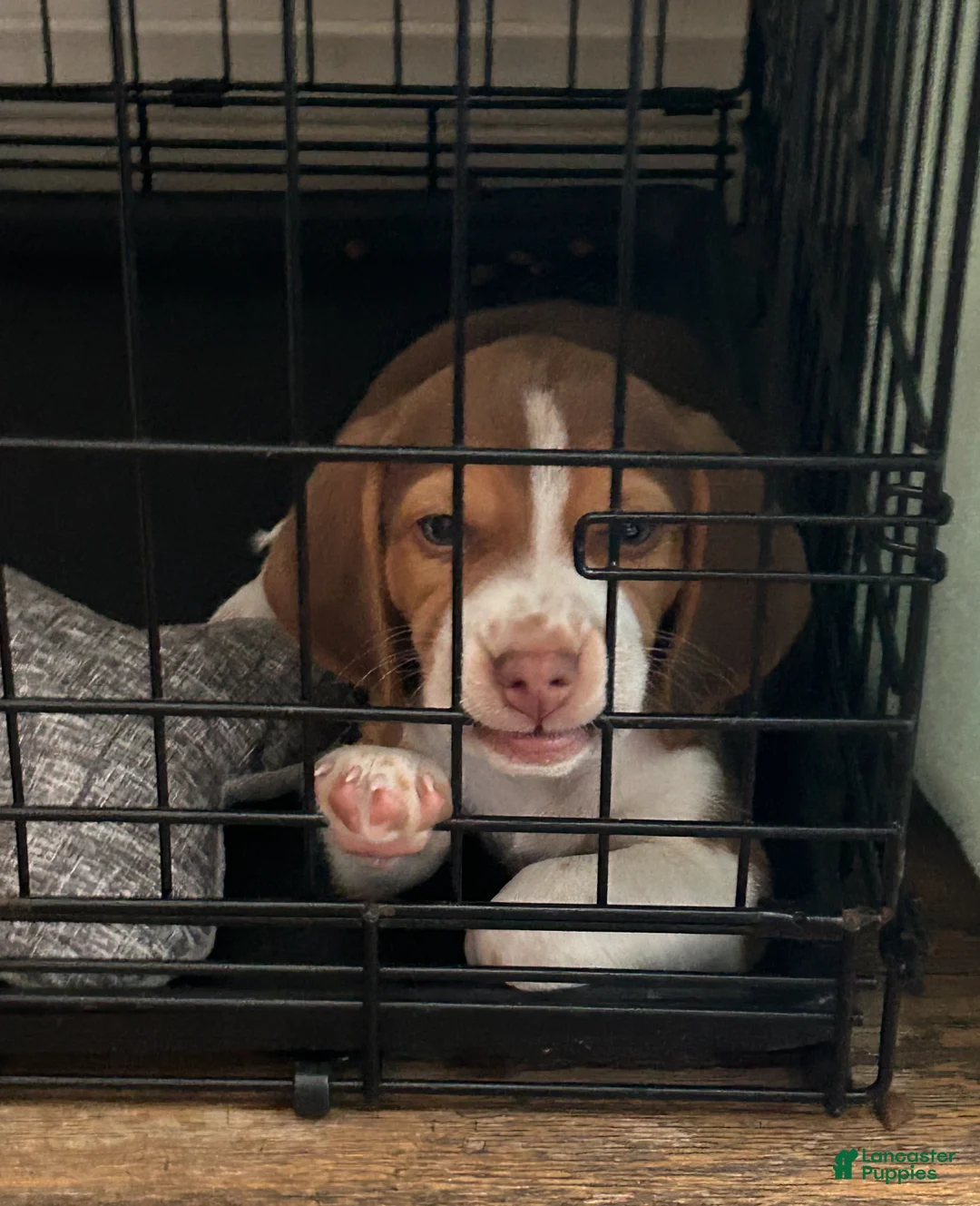 Beagle dogs for sale: Beagle Puppy 6 - Ad 10
