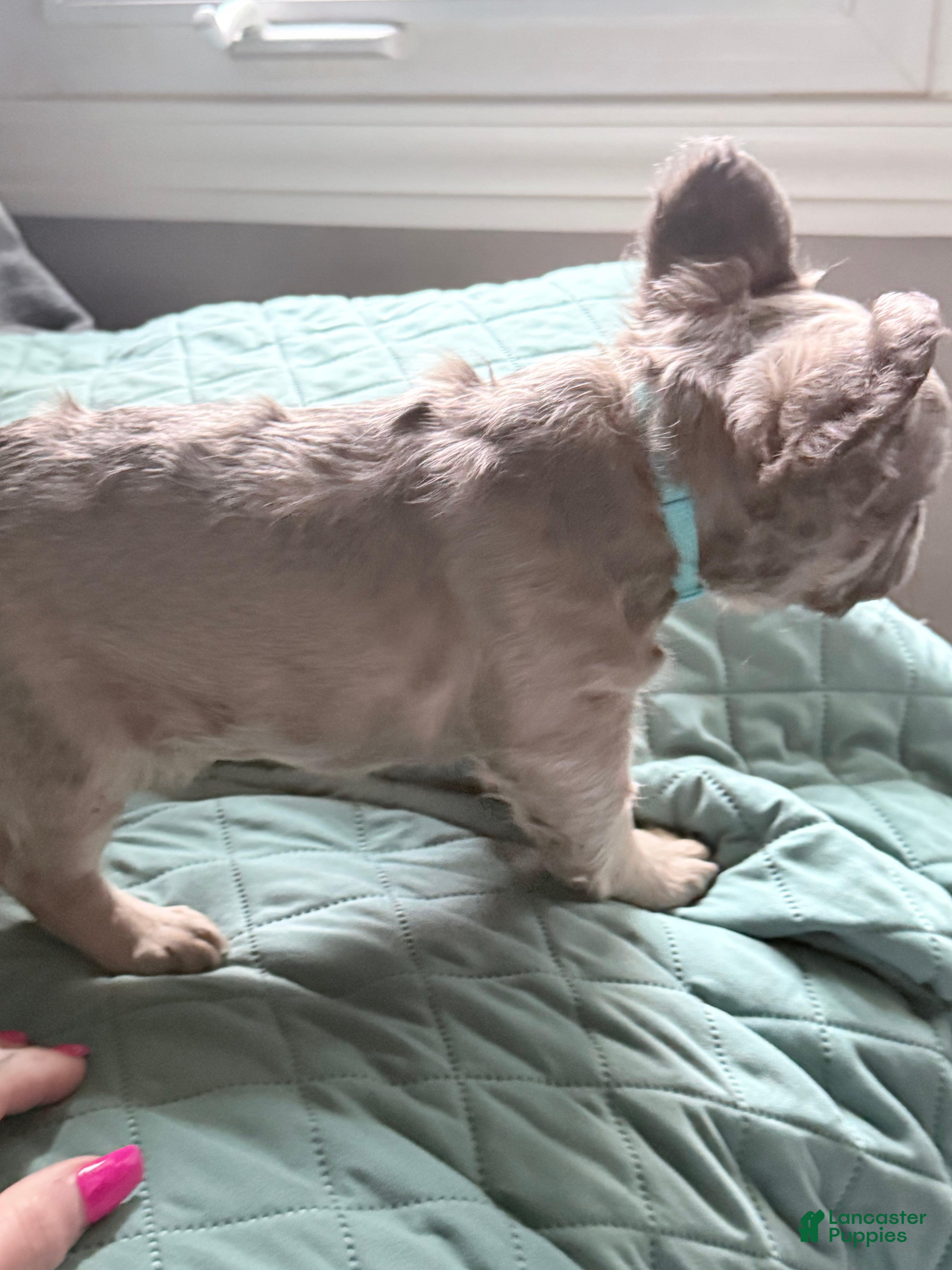 French Bulldog dogs for sale: TED E BEAR - Ad 2