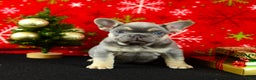 French Bulldog dogs for sale: Willie - Ad 5