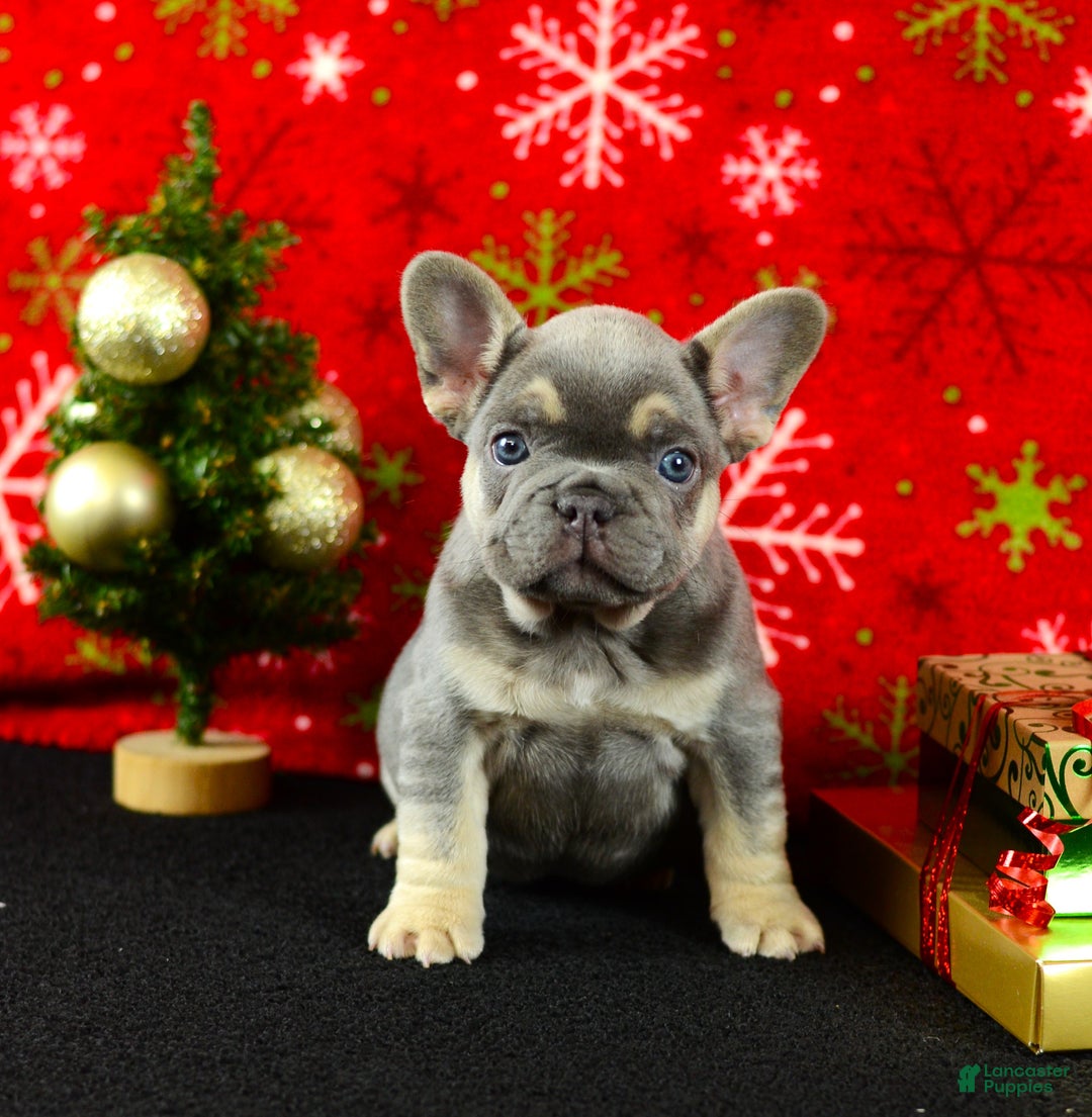French Bulldog dogs for sale: Willie - Ad 5