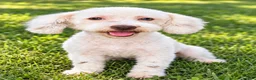 Mini Goldendoodle dogs for sale: Appa - Ad 3