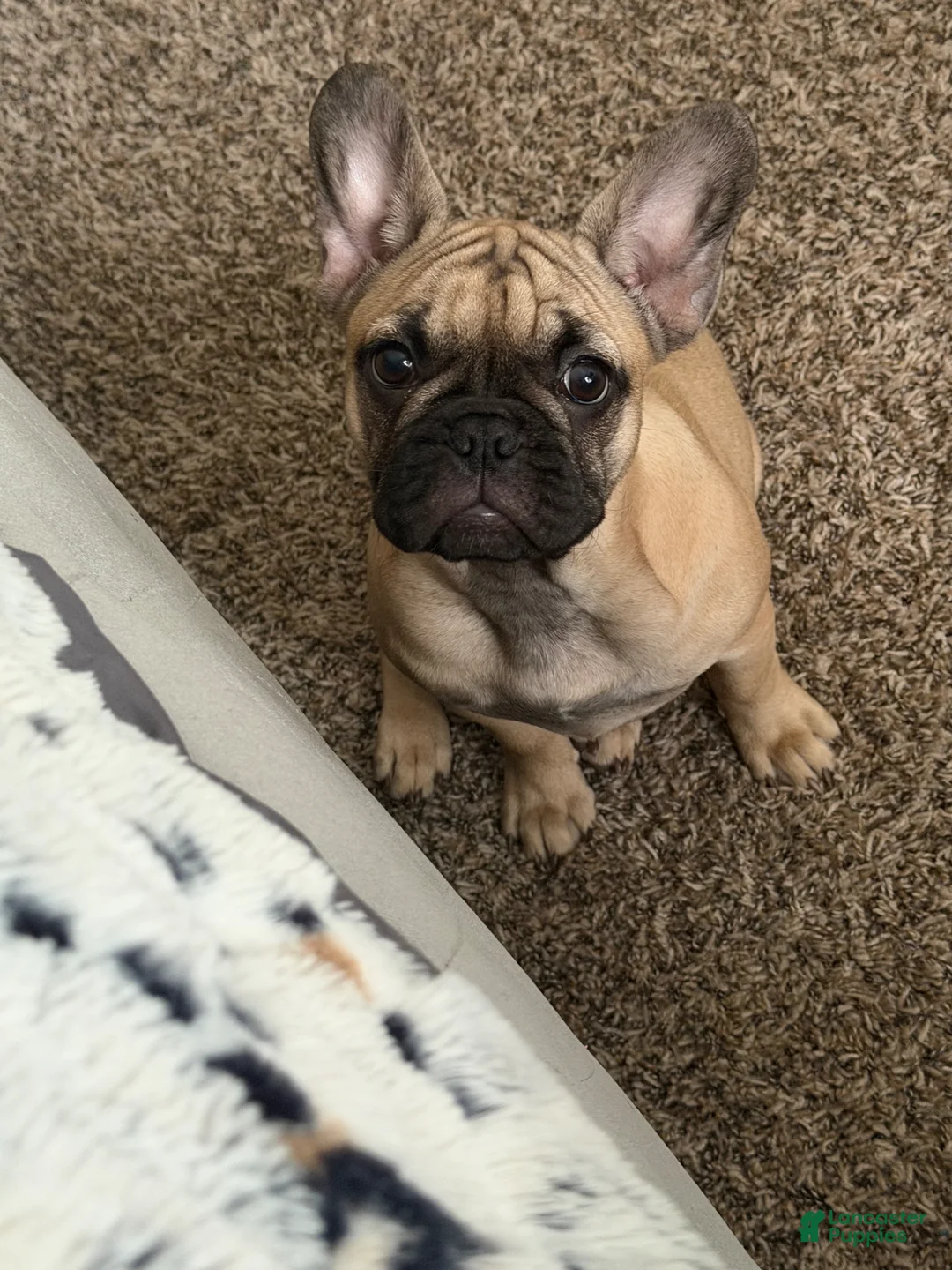 French Bulldog dogs for sale: French Bulldog Puppy 3 - Ad 3