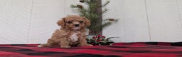 Cavapoo dogs for sale: Dakota  - Ad 2