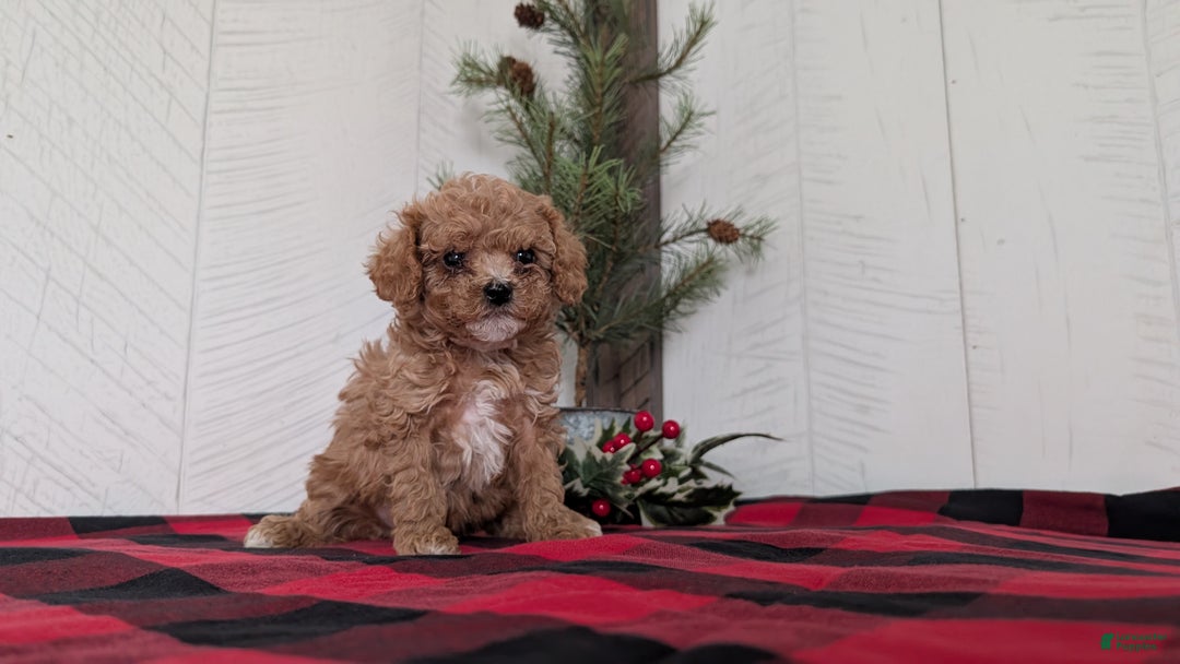 Cavapoo dogs for sale: Dakota  - Ad 2
