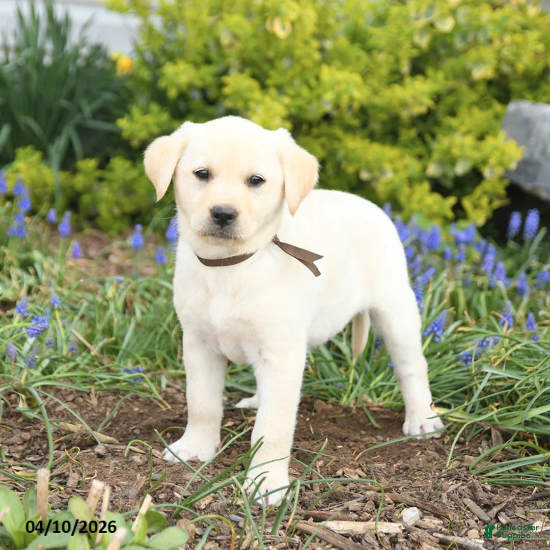 Mixed Breed dogs for sale: Carolina - Ad 3