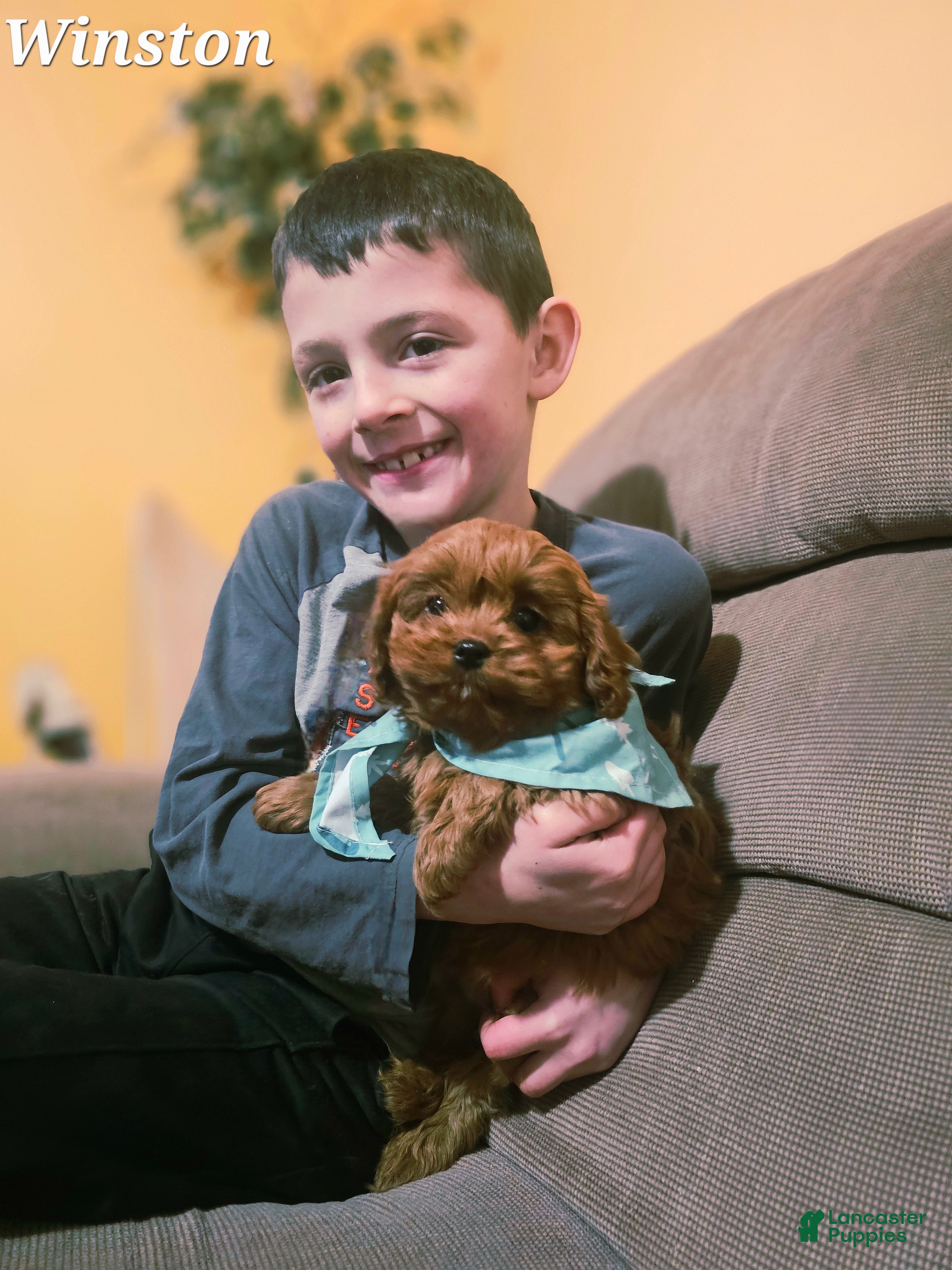 Cavapoo dogs Winston  - Ad 1