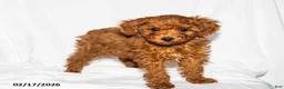 Toy Poodle dogs for sale: Sheila - Ad 5