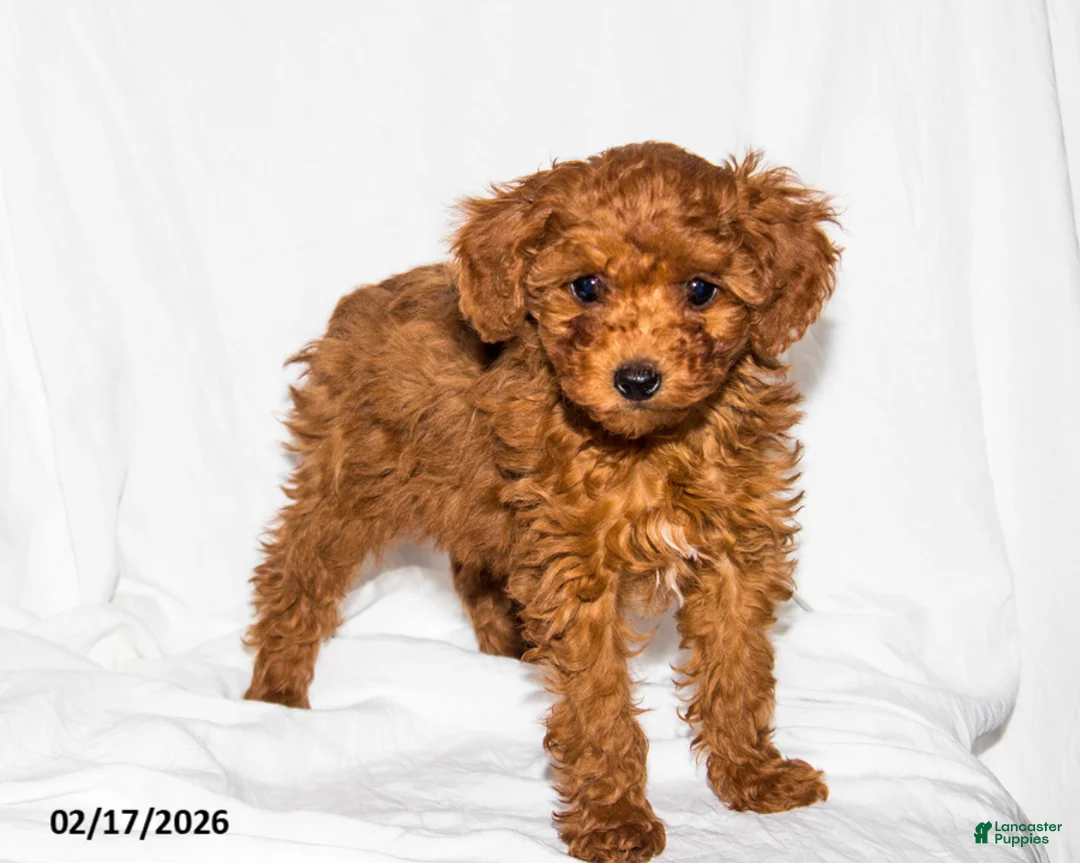 Toy Poodle dogs for sale: Sheila - Ad 5