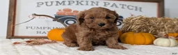 Mini Goldendoodle dogs for sale: Daisy - Ad 3