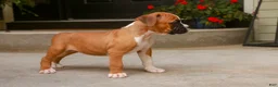 Boxer dogs for sale: Zoey - Ad 2