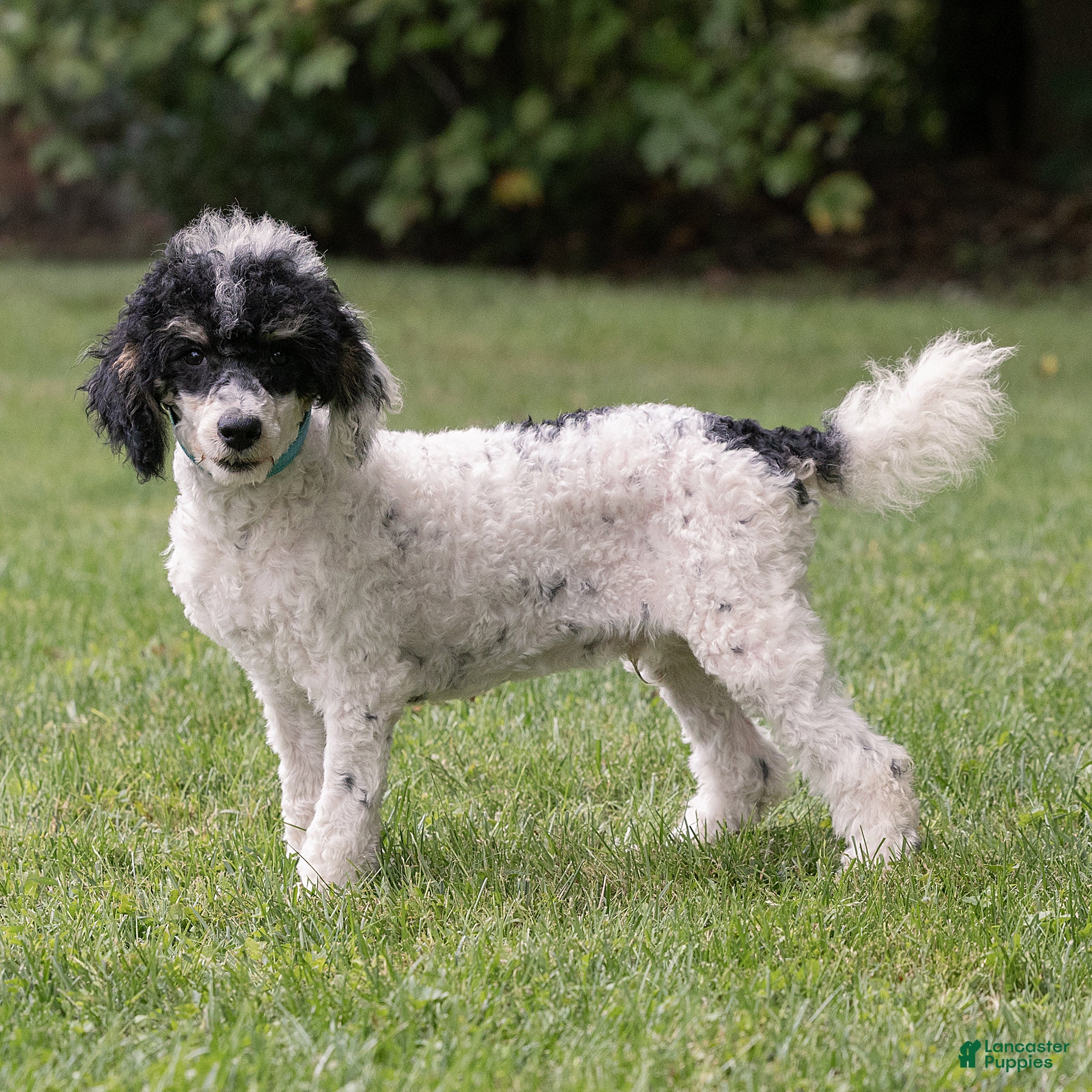 Miniature Poodle dogs Spike Miniature Poodle  - Ad 1