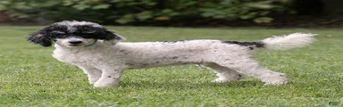 Spike Miniature Poodle 
