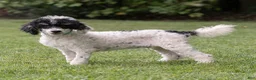 Miniature Poodle dogs for sale: Spike Miniature Poodle  - Ad 1