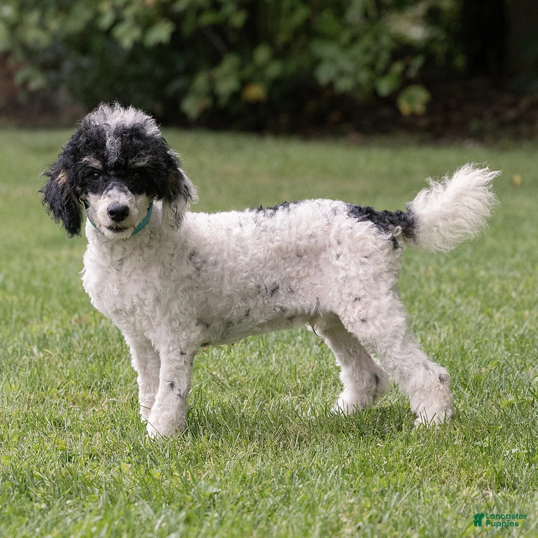 Miniature Poodle dogs for sale: Spike Miniature Poodle  - Ad 1