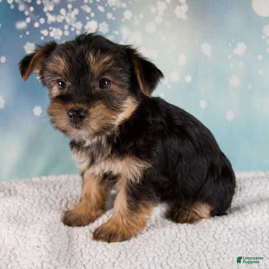 Morkie dogs for sale: Bonnie - Ad 2
