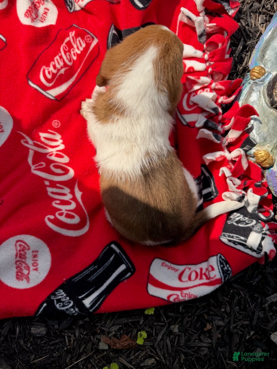 Basset Hound dogs Buckwheat  - Ad 1