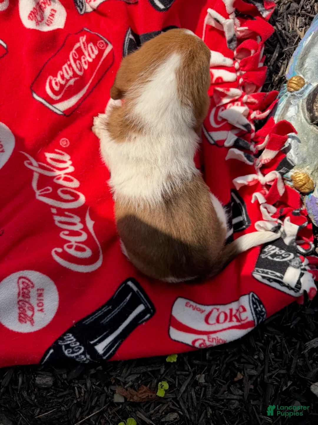 Basset Hound dogs for sale: Buckwheat  - Ad 1