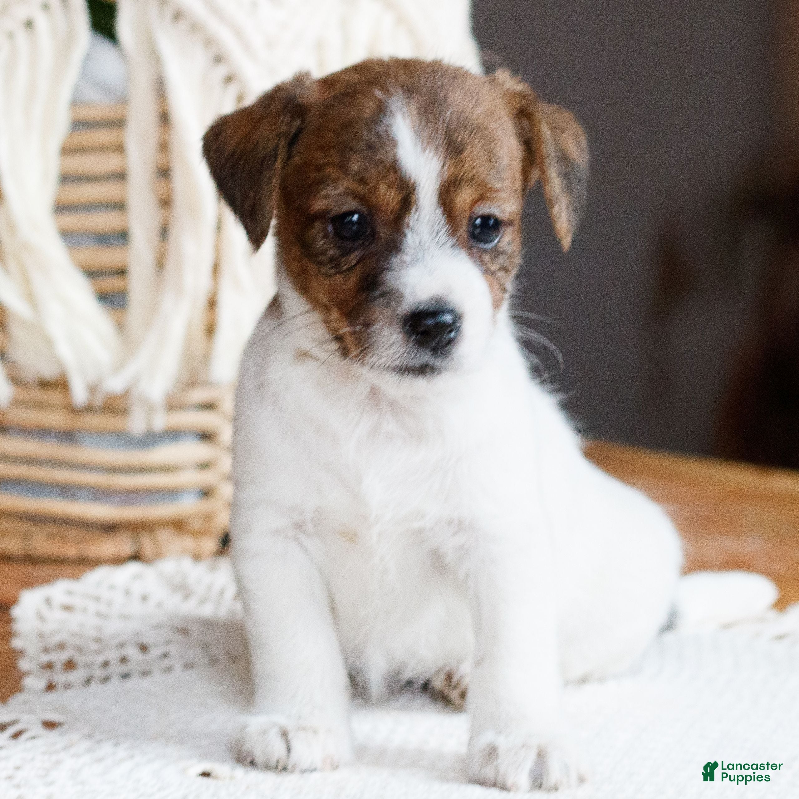 Mixed Breed dogs Dottie  - Ad 4