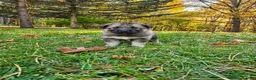Gerberian Shepsky dogs for sale: Karlach  - Ad 4