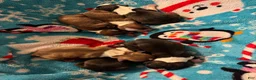 Boston Terrier dogs for sale: Eric - Ad 7