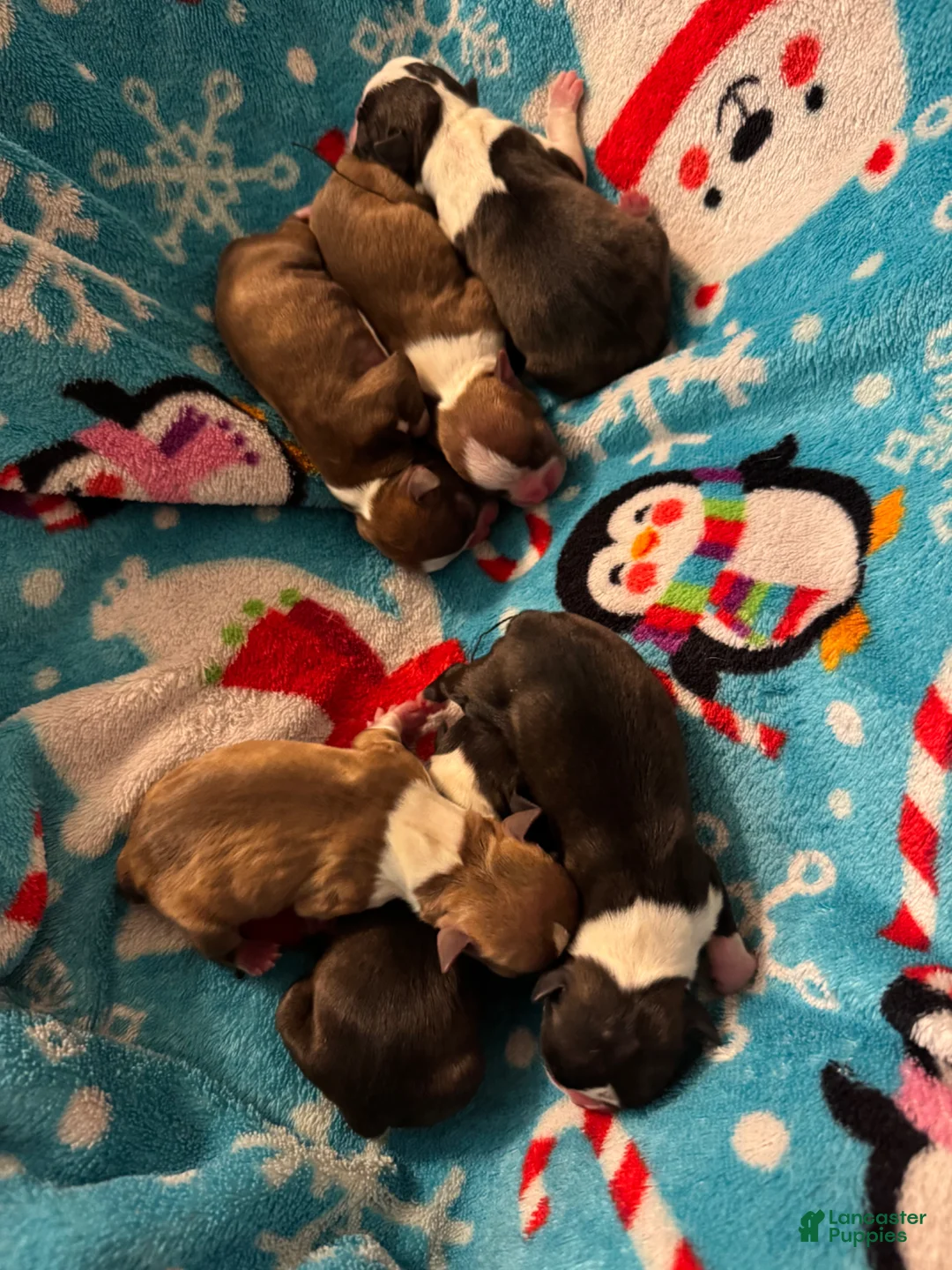 Boston Terrier dogs for sale: Eric - Ad 7