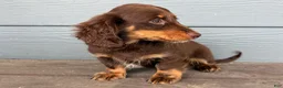 Dachshund dogs for sale: Culver - Ad 1