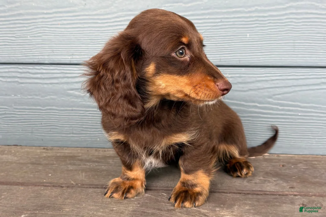 Dachshund dogs for sale: Culver - Ad 1