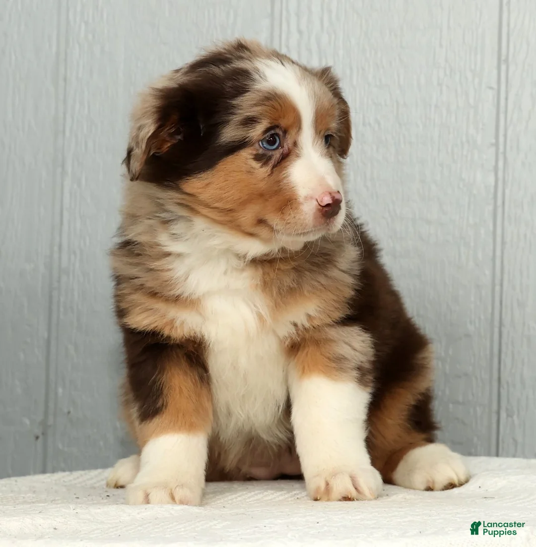 Australian Shepherd dogs for sale: Fluffy - Ad 7
