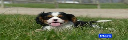 Cavalier King Charles Spaniel dogs for sale: Mars - Ad 4
