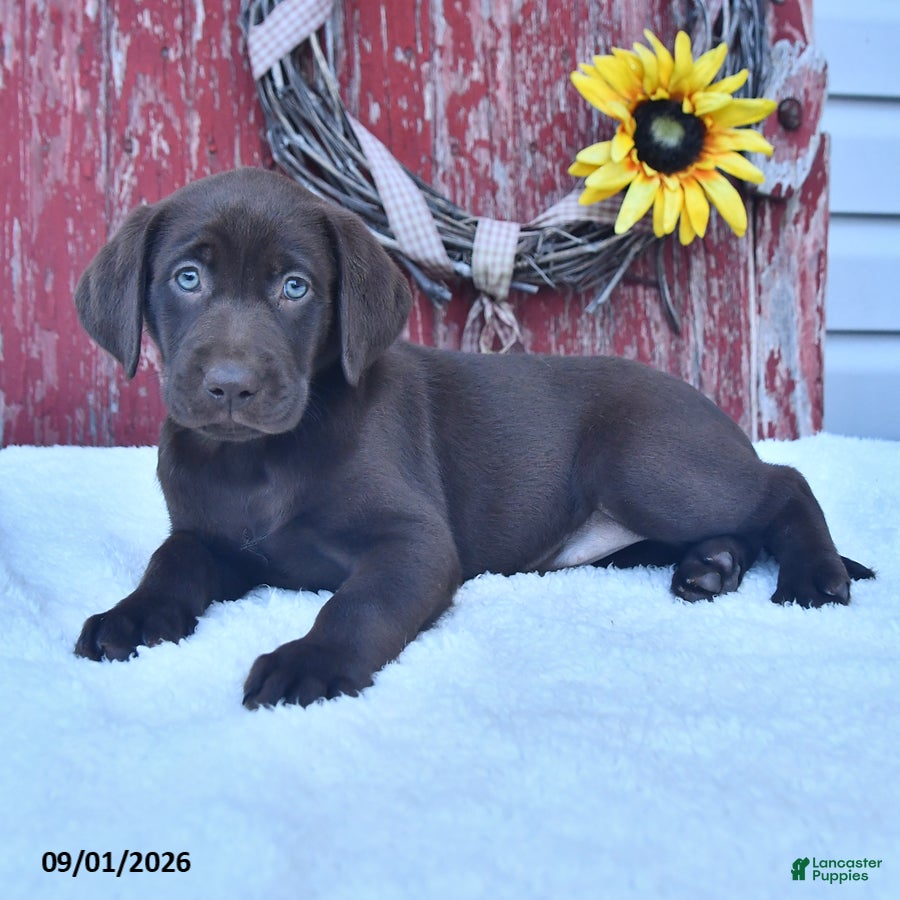 Labrador Retriever dogs Zoey - Ad 2