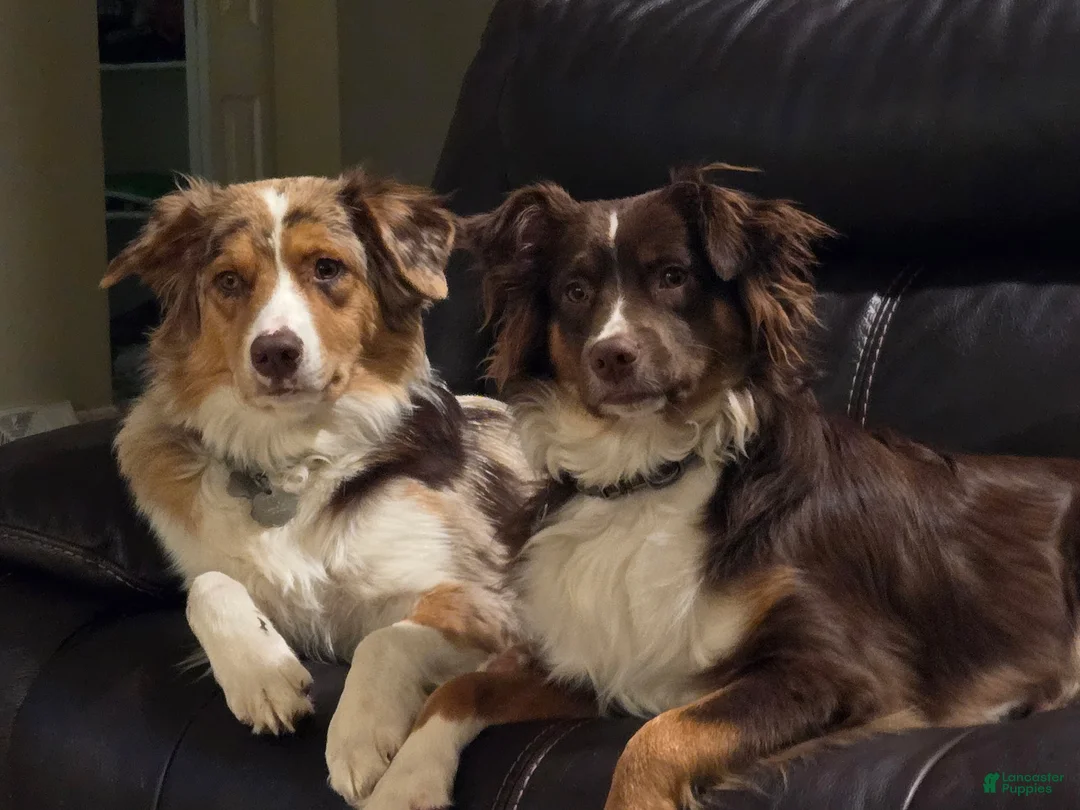 Australian Shepherd dogs for sale: Australian Shepherd Puppy 6 - Ad 5